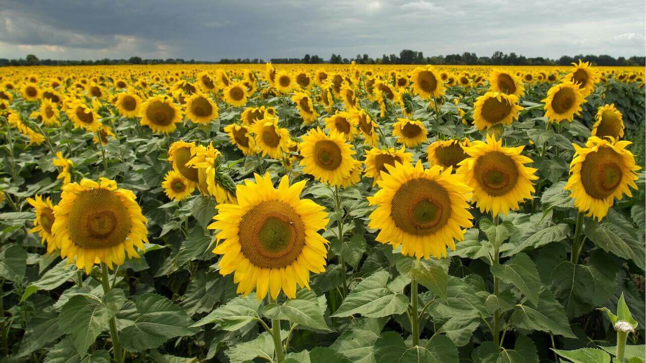 Landscape experience